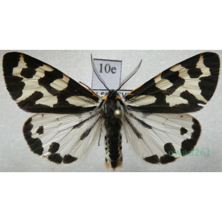 Parasemia plantaginis (Linnaeus, 1758) form white Niedźwiedziówka babkówka, misiówka czwórka Poland10e